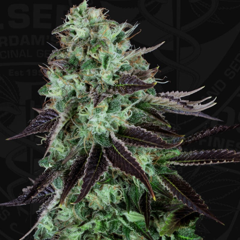 Darkstar (regular) - Bild 2 von 6