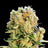 Diesel Glue