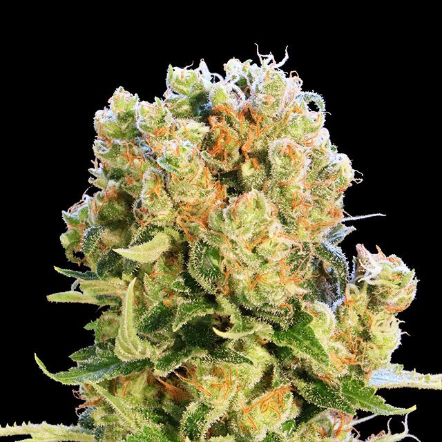Diesel Glue - Bild 2 von 2