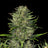 Dosidos Auto