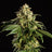 Dream Sherbet