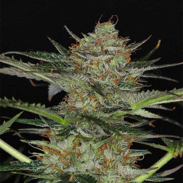 Dream Sherbet Auto - Bild 2 von 2