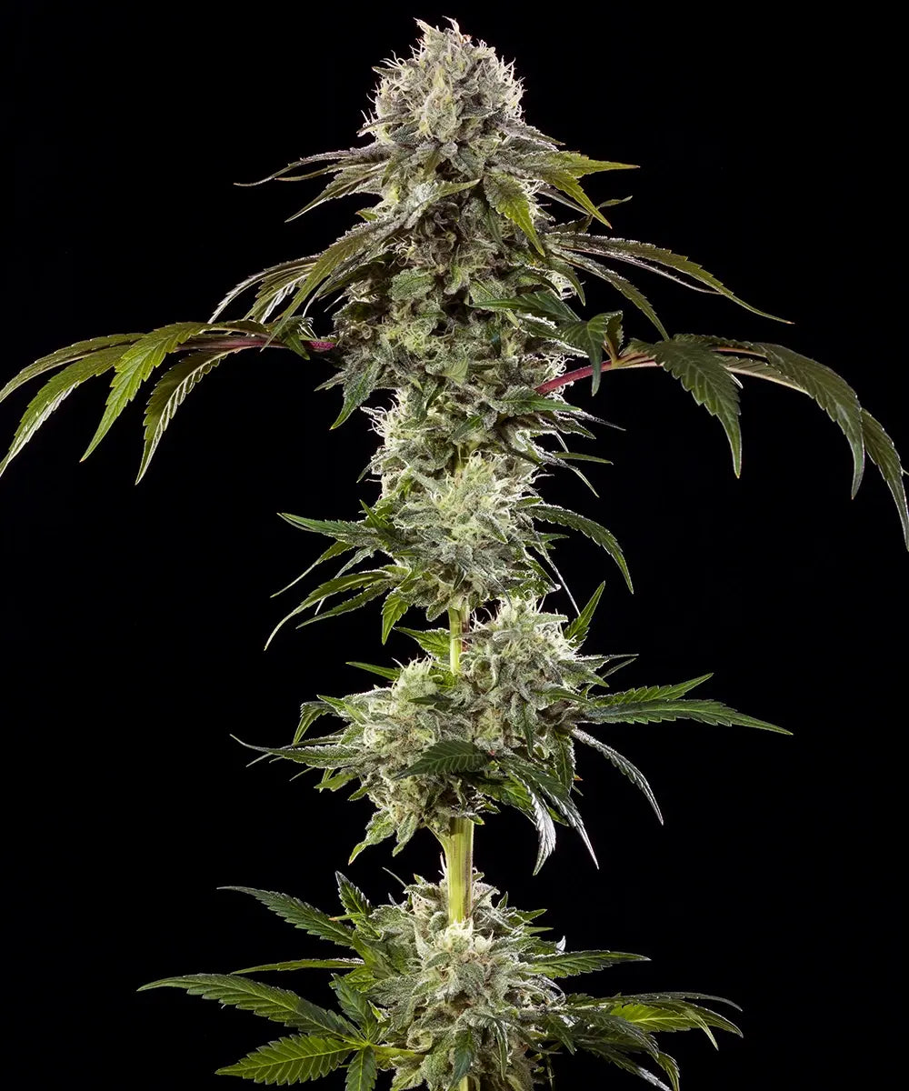 Durban Poison Cannabis Samen kaufen bei Leaf & Soul