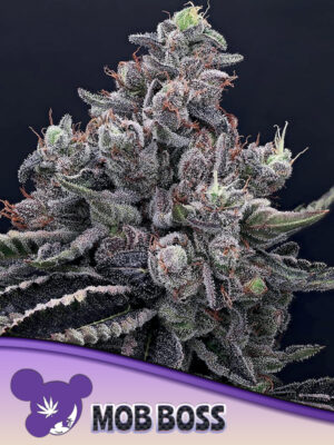 Mob Boss - Leaf and Soul Samen
