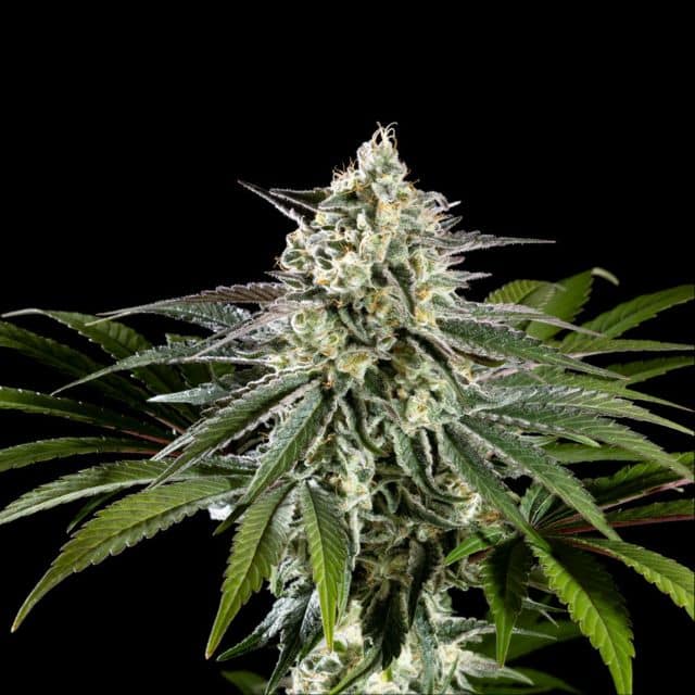Mexican Sativa - Leaf and Soul Samen