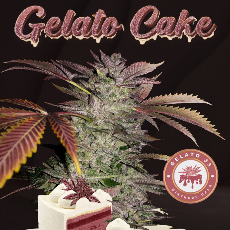 Gelato Cake - Bild 1 von 6