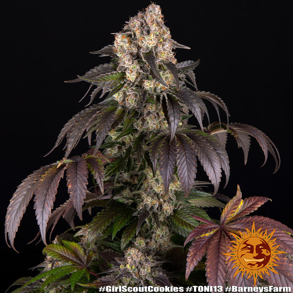Garlic Cookies - Bild 6 von 6