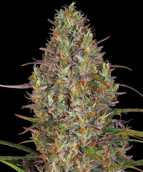 Afghan Hash Plant Auto - Bild 1 von 7