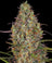 Afghan Hash Plant Auto