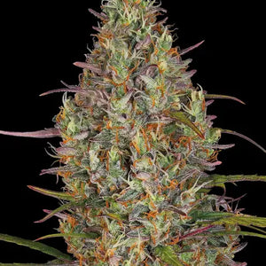 Afghan Hash Plant Auto