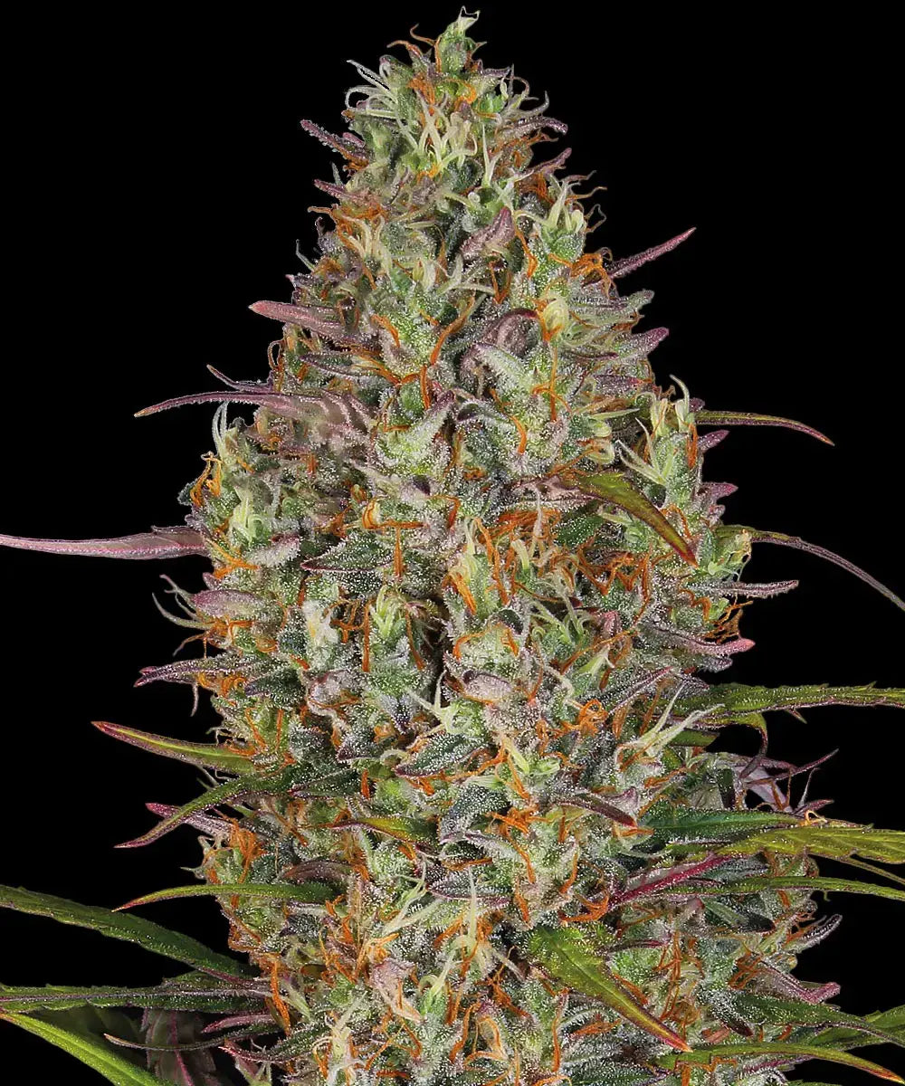 Afghan Hash Plant Auto - Bild 6 von 7
