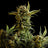 Gnomo Auto