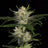 Gorilla King Auto