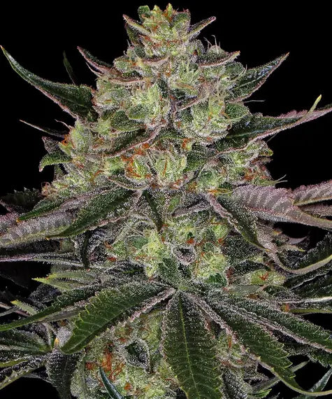 Gorilla Z - Bild 1 von 6