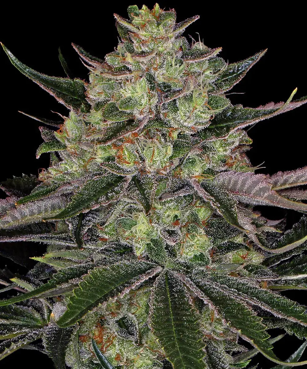 Gorilla Z - Bild 2 von 6