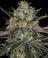 Gorilla Z Auto