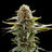 GSC