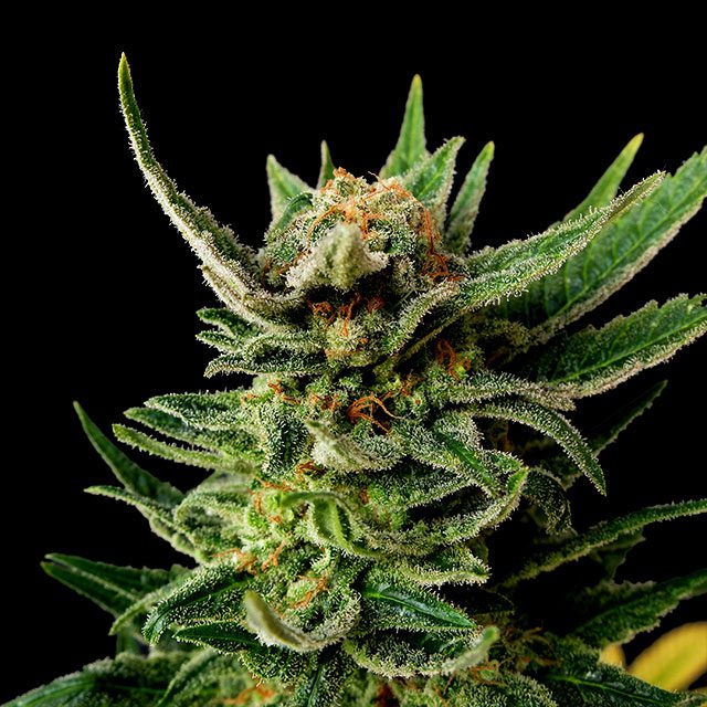 Gypsy Kush - Bild 1 von 2