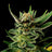 Gypsy Kush
