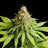 Hellfire OG