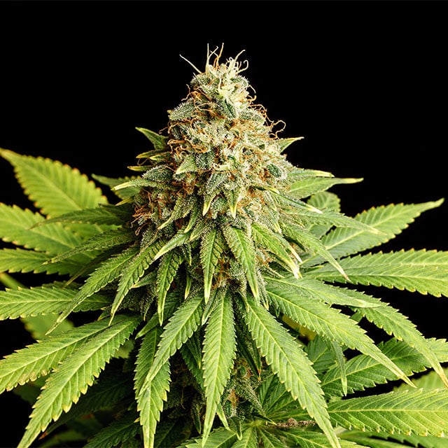 Hellfire OG - Bild 2 von 2