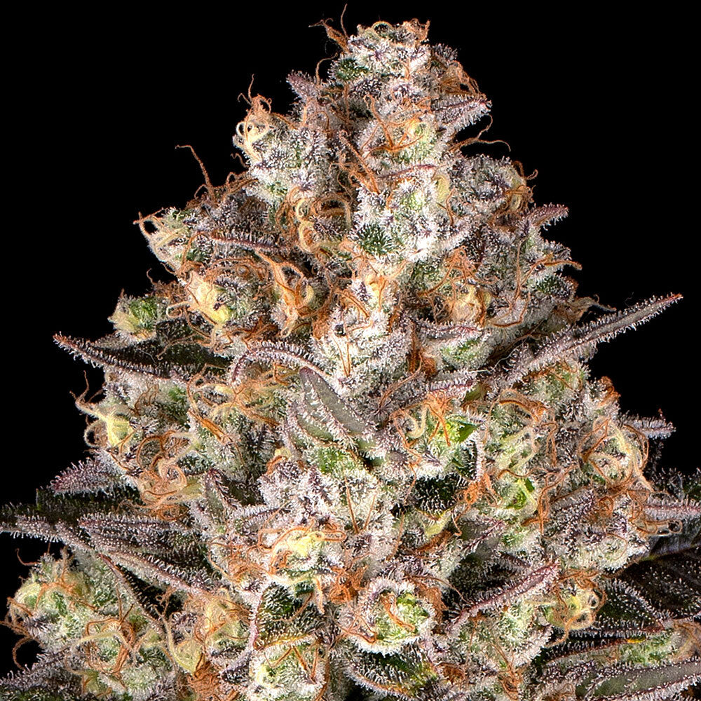Critical Kush - Bild 6 von 6