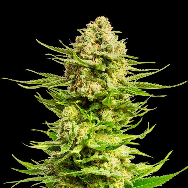 Indica Cream - Bild 1 von 2