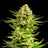 Indica Cream