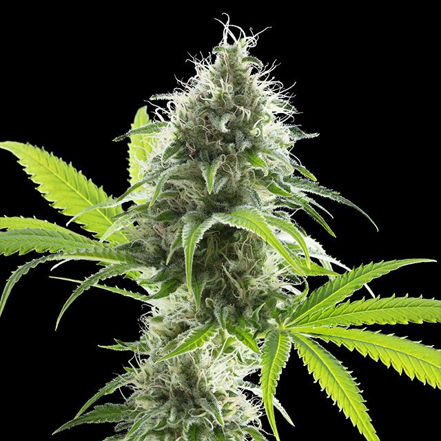 Kama Kush CBD - Bild 1 von 2
