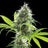 Kama Kush CBD
