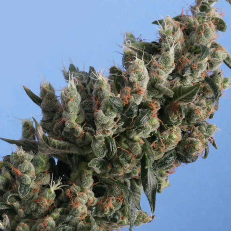 Kushage (regular) - Bild 3 von 6