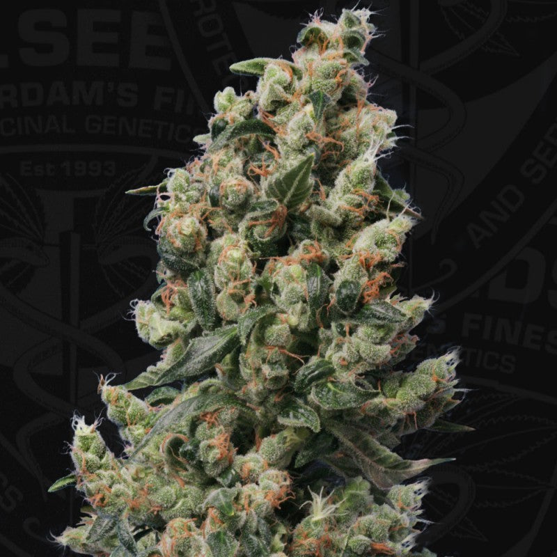 Kushage - Bild 2 von 6