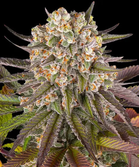 Limoncello - Cannabis-Samen von Barney's Farm