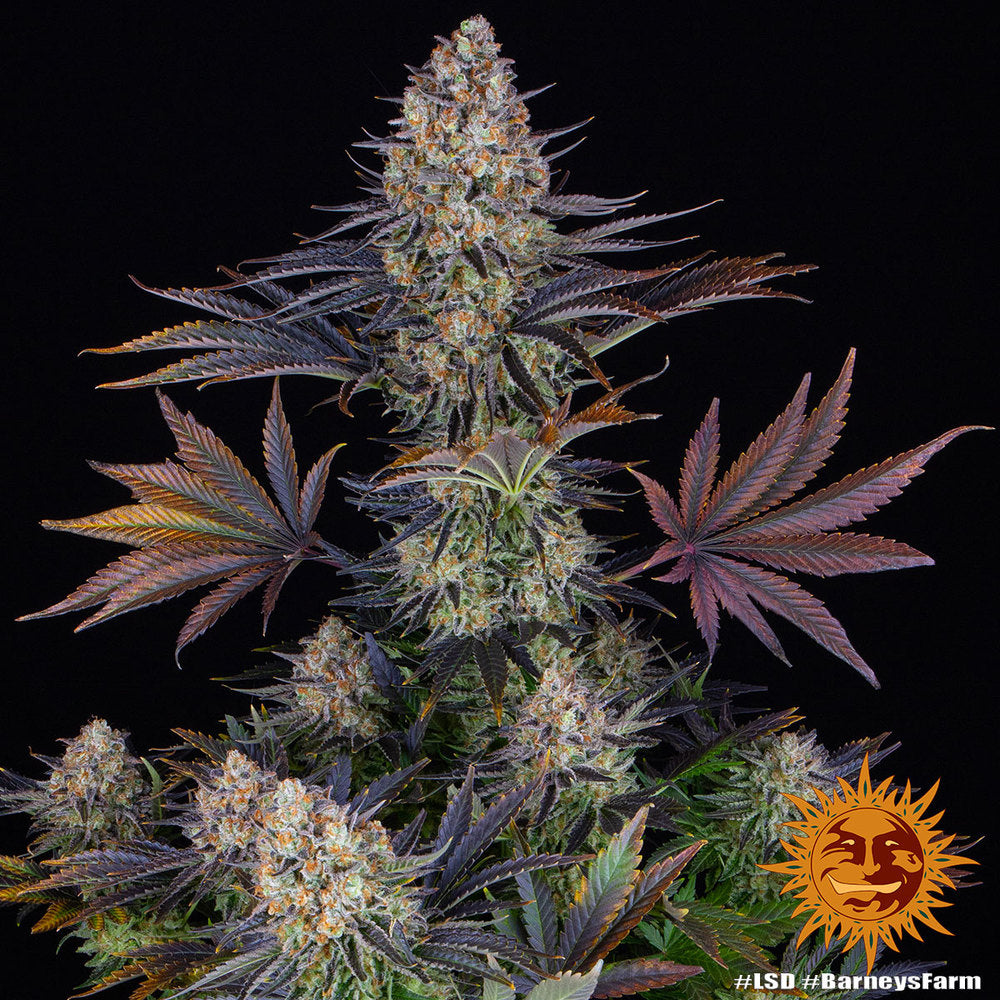 LSD - Cannabis-Samen von Barney's Farm