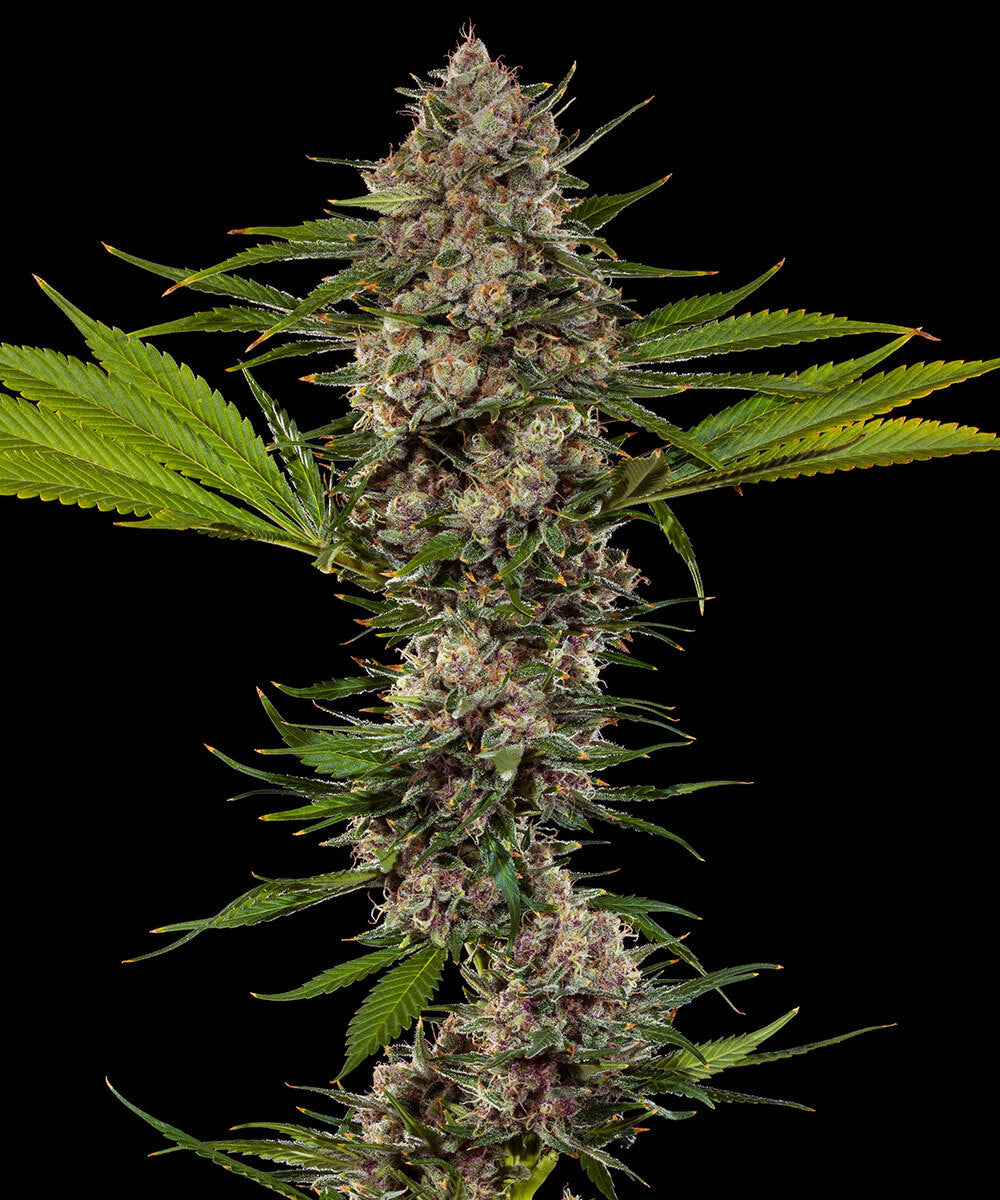 MAC 1 Cannabis Samen kaufen bei Leaf & Soul