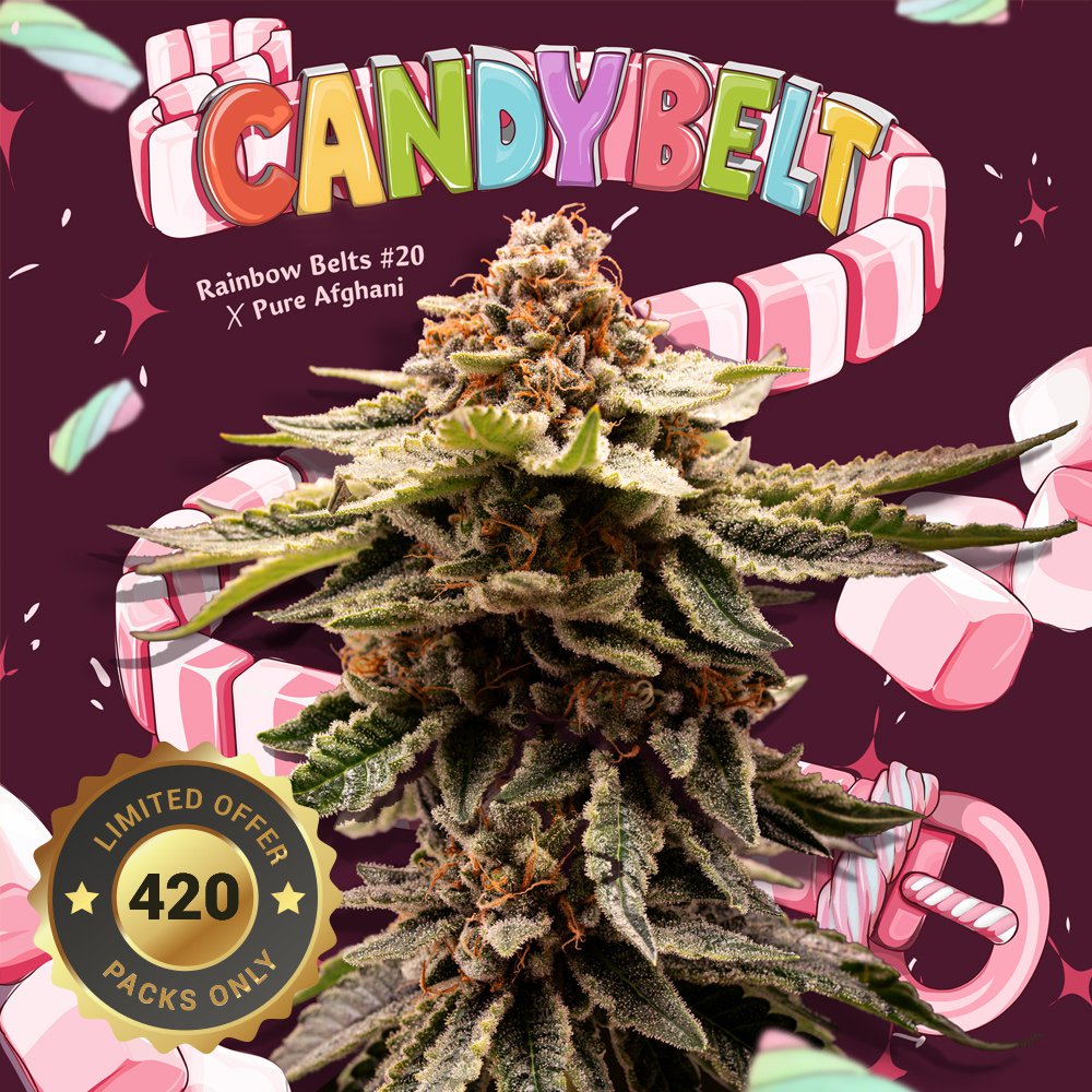 Candy Belt - Bild 1 von 6