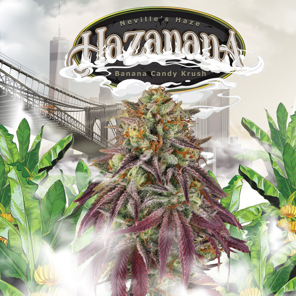 Hazanana (2-pack) - THSeeds Samen