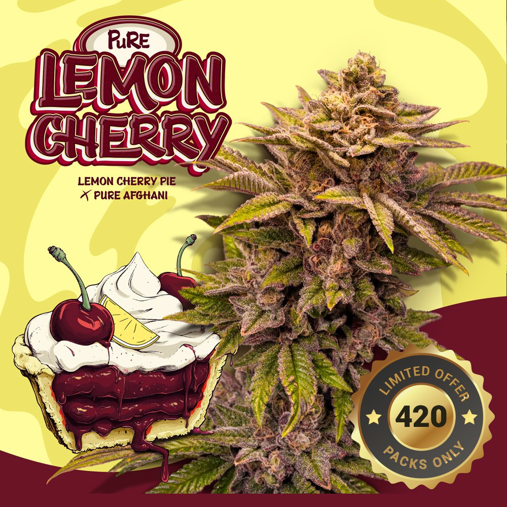 Pure Lemon Cherry - Bild 1 von 6