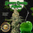 Green Candy Apple