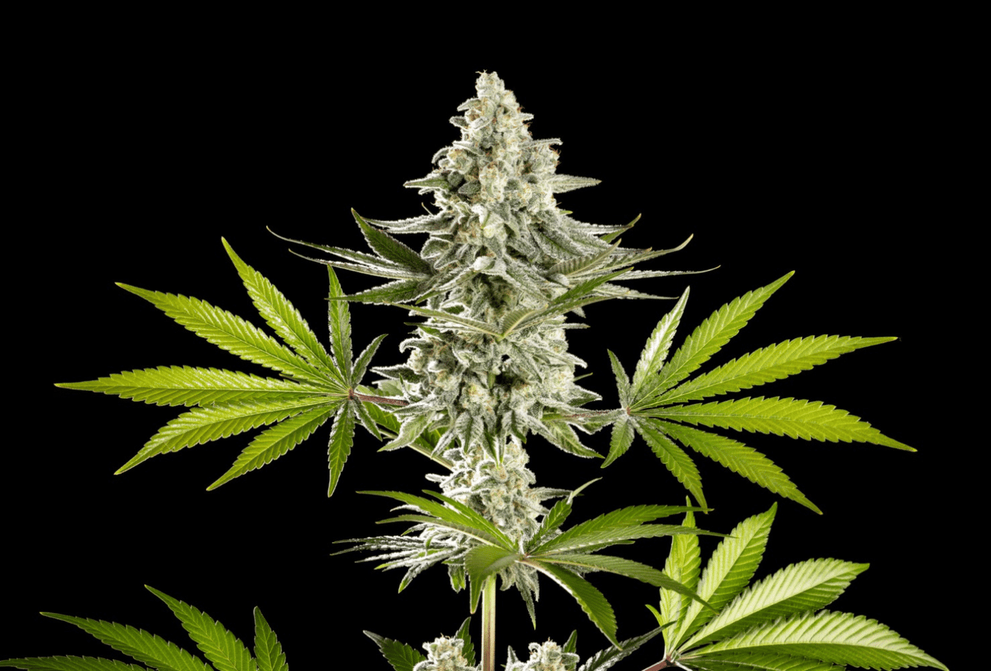 Melonade-K - Cannabis-Samen von Kannabia