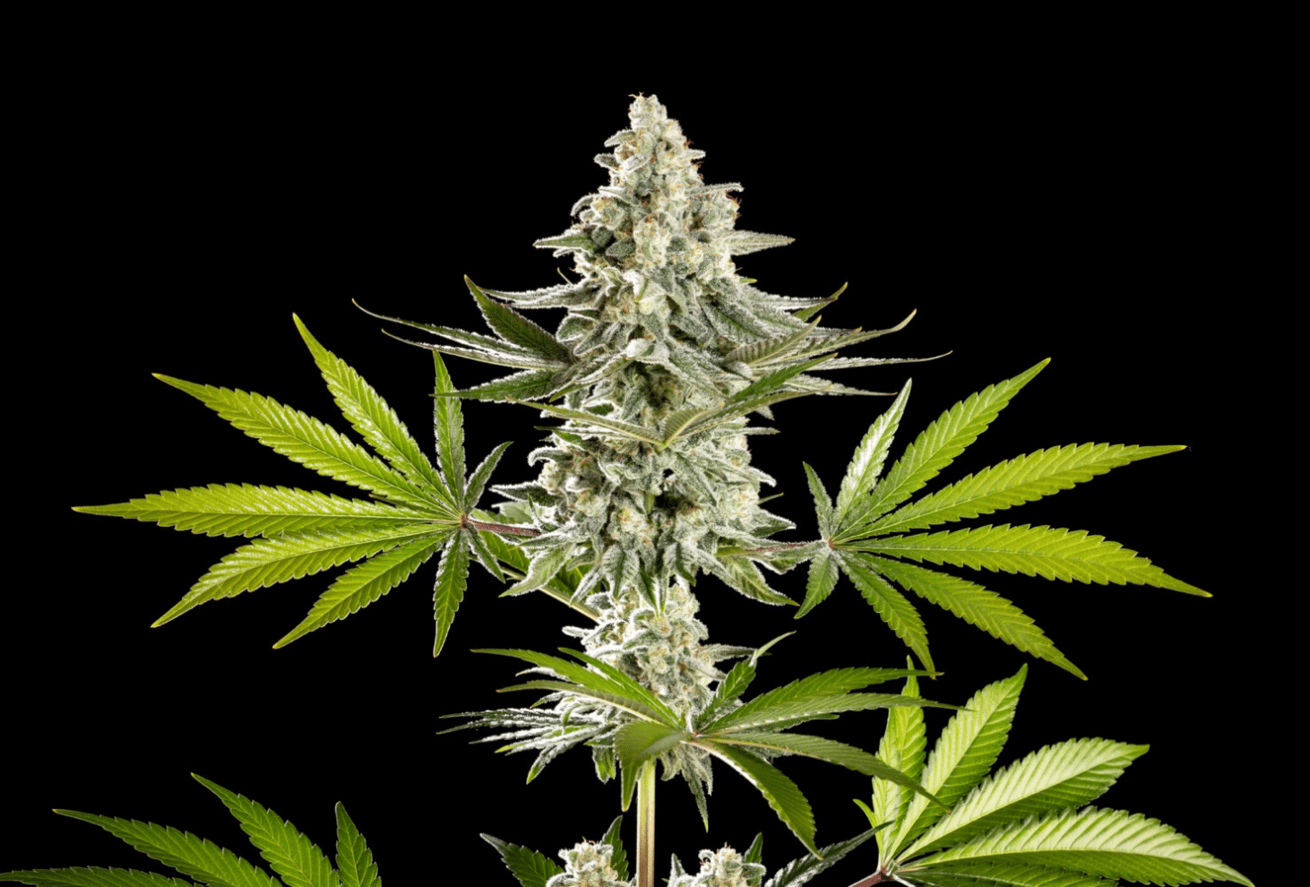 Melonade-K - Cannabis-Samen von Kannabia