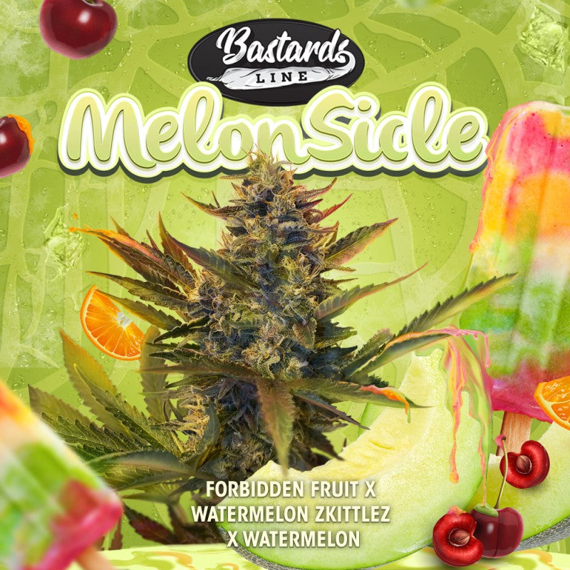 MelonSicle - Bild 4 von 6