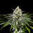 Mexican Sativa