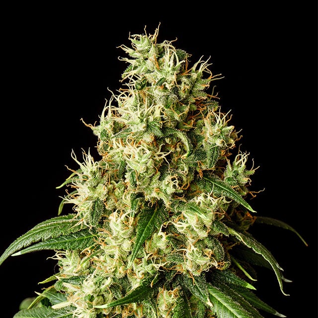 Mimosa Dream - Cannabis-Samen von Kannabia