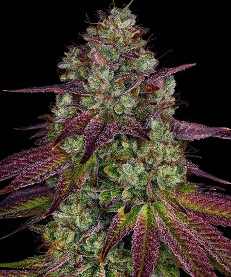 Mimosa x Orange Punch - Cannabis-Samen von Barney's Farm