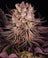 Purple Punch
