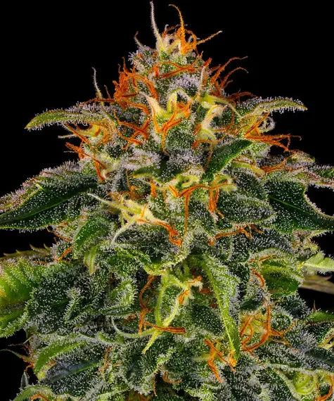 Moby Dick Auto - Cannabis-Samen von Barney's Farm