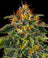 Moby Dick Auto