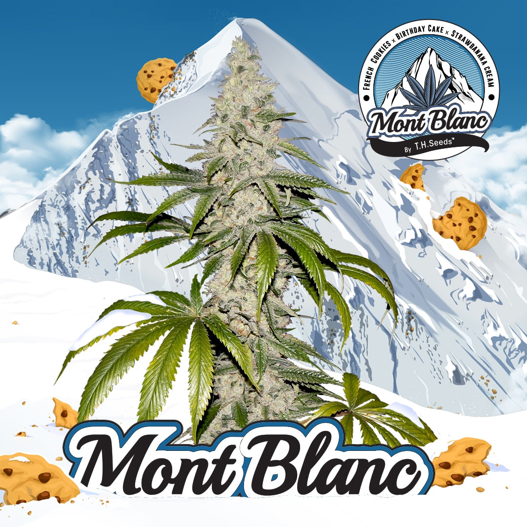 Mont Blanc - Bild 1 von 6