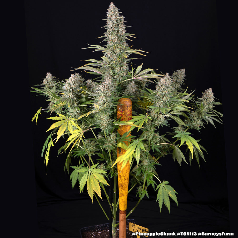 Pineapple Chunk Cannabis Samen kaufen bei Leaf & Soul
